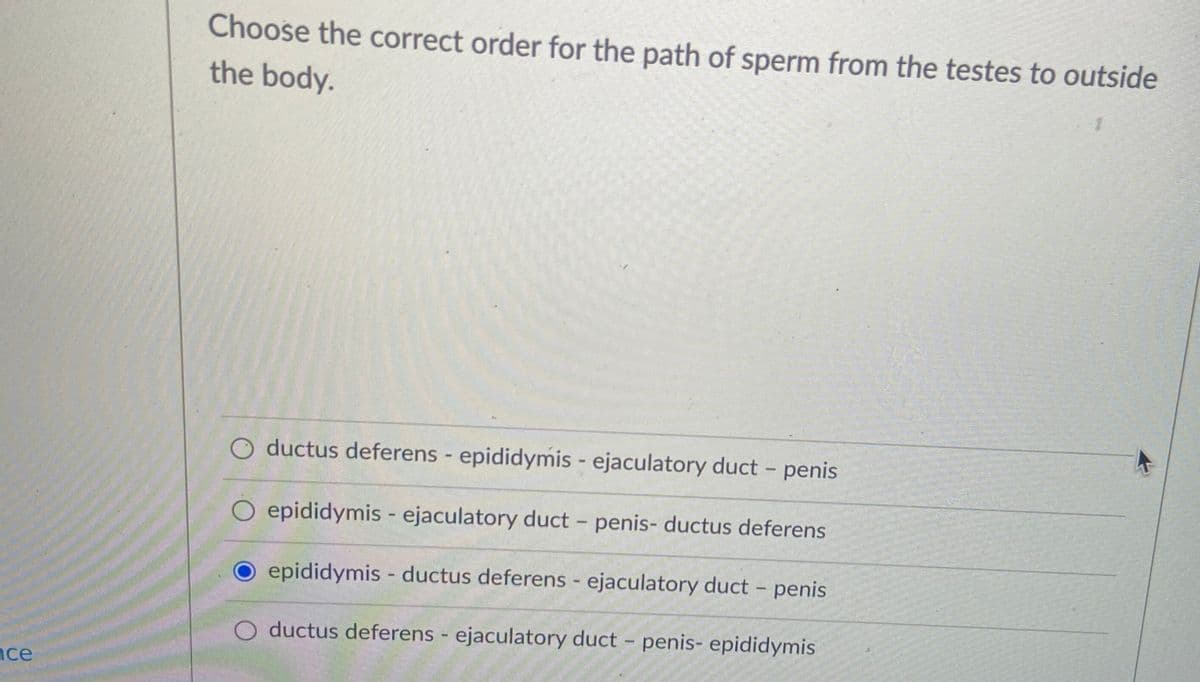 ace
Choose the correct order for the path of sperm from the testes to outside
the body.
ductus deferens - epididymis - ejaculatory duct - penis
epididymis- ejaculatory duct-penis- ductus deferens
epididymis- ductus deferens - ejaculatory duct - penis
O ductus deferens- ejaculatory duct - penis- epididymis