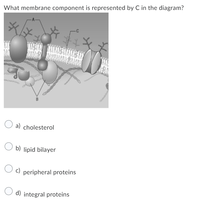 What membrane component is represented by C in the diagram?
MASAAN NAMMANS AMHAMASIN
FOOD HEADBOARD DE
a) cholesterol
b) lipid bilayer
c) peripheral proteins
d) integral proteins
$)))