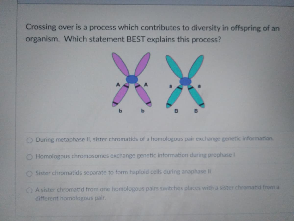 Crossing over is a process which contributes to diversity in offspring of an
organism. Which statement BEST explains this process?
XX
b b
B B
During metaphase II, sister chromatids of a homologous pair exchange genetic information.
Homologous chromosomes exchange genetic information during prophase I
Sister chromatids separate to form haploid cells during anaphase II
O A sister chromatid from one homologous pairs switches places with a sister chromatid from a
different homologous pair.
