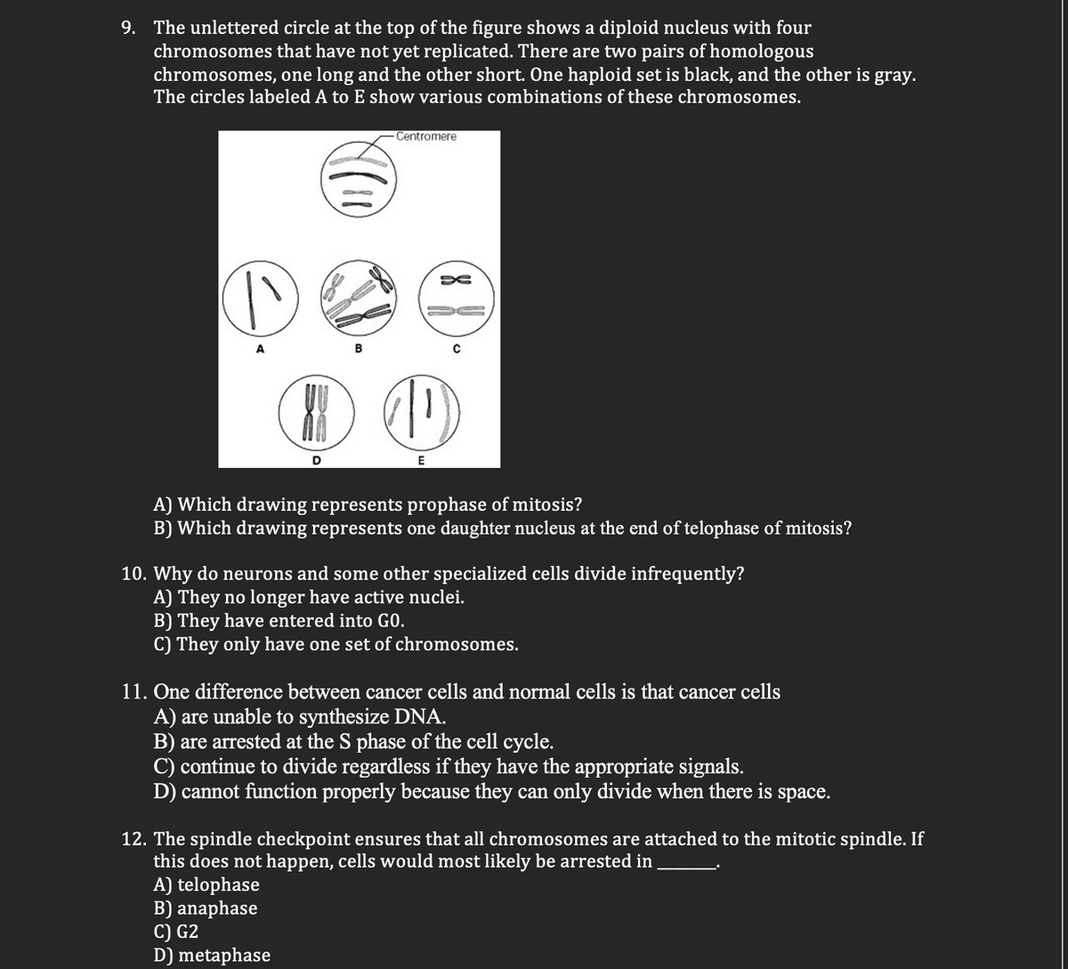9. The unlettered circle at the top of the figure shows a diploid nucleus with four
chromosomes that have not yet replicated. There are two pairs of homologous
chromosomes, one long and the other short. One haploid set is black, and the other is gray.
The circles labeled A to E show various combinations of these chromosomes.
Centromere
D
E
A) Which drawing represents prophase of mitosis?
B) Which drawing represents one daughter nucleus at the end of telophase of mitosis?
10. Why do neurons and some other specialized cells divide infrequently?
A) They no longer have active nuclei.
B) They have entered into G0.
C) They only have one set of chromosomes.
11. One difference between cancer cells and normal cells is that cancer cells
A) are unable to synthesize DNA.
B) are arrested at the S phase of the cell cycle.
C) continue to divide regardless if they have the appropriate signals.
D) cannot function properly because they can only divide when there is space.
12. The spindle checkpoint ensures that all chromosomes are attached to the mitotic spindle. If
this does not happen, cells would most likely be arrested in
A) telophase
B) anaphase
C) G2
D) metaphase
