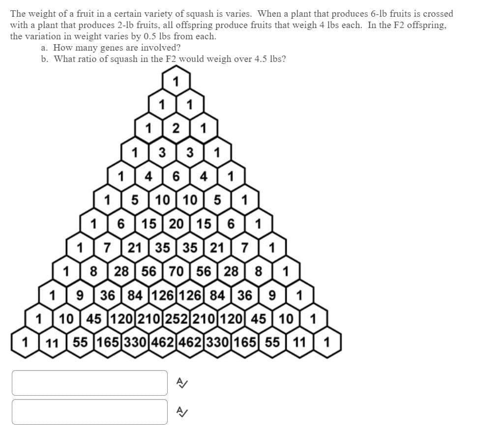 The weight of a fruit in a certain variety of squash is varies. When a plant that produces 6-lb fruits is crossed
with a plant that produces 2-lb fruits, all offspring produce fruits that weigh 4 lbs each. In the F2 offspring,
the variation in weight varies by 0.5 lbs from each.
a. How many genes are involved?
b. What ratio of squash in the F2 would weigh over 4.5 lbs?
4 I 6 I 4
5 [10I 10I 5 ]
6 [15 20 I 15]I 6 ]
1 7 21 35 35 21 7I1
18 28 56] 70 56 28] 8 ] 1
1 I9 [ 36 I 84 I126|126] 84 I 36 I 9 I 1
1 [ 10 45 120 210 252 210 120] 45 10I 1
1 [11 55 165 330 462 462 330 165 55 11 1
