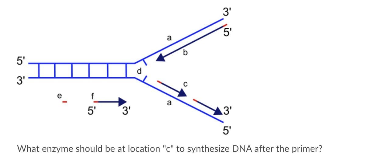 3'
5'
a
b.
5'
d
3'
e
f
a
5'
3'
3'
5'
What enzyme should be at location "c" to synthesize DNA after the primer?
in
