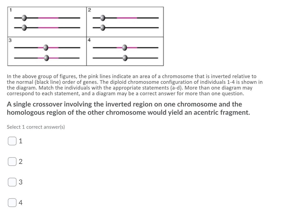 In the above group of figures, the pink lines indicate an area of a chromosome that is inverted relative to
the normal (black line) order of genes. The diploid chromosome configuration of individuals 1-4 is shown in
the diagram. Match the individuals with the appropriate statements (a-d). More than one diagram may
correspond to each statement, and a diagram may be a correct answer for more than one question.
A single crossover involving the inverted region on one chromosome and the
homologous region of the other chromosome would yield an acentric fragment.
Select 1 correct answer(s)
1
2
3
4
