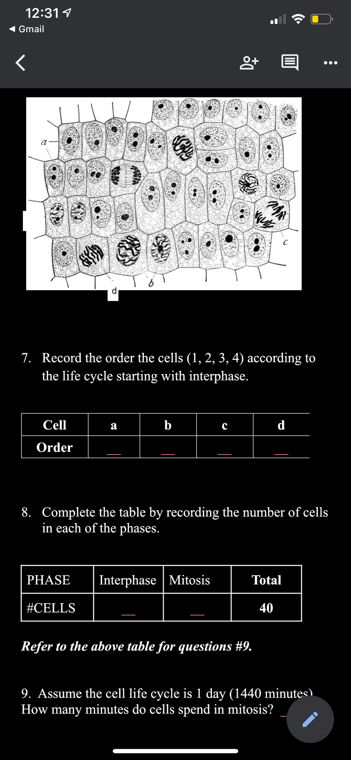 12:31 1
Gmail
d
7. Record the order the cells (1, 2, 3, 4) according to
the life cycle starting with interphase.
Cell
a
b
d
Order
8. Complete the table by recording the number of cells
in each of the phases.
PHASE
Interphase | Mitosis
Total
#CELLS
40
Refer to the above table for questions #9.
9. Assume the cell life cycle is 1 day (1440 minutes).
How many minutes do cells spend in mitosis?
