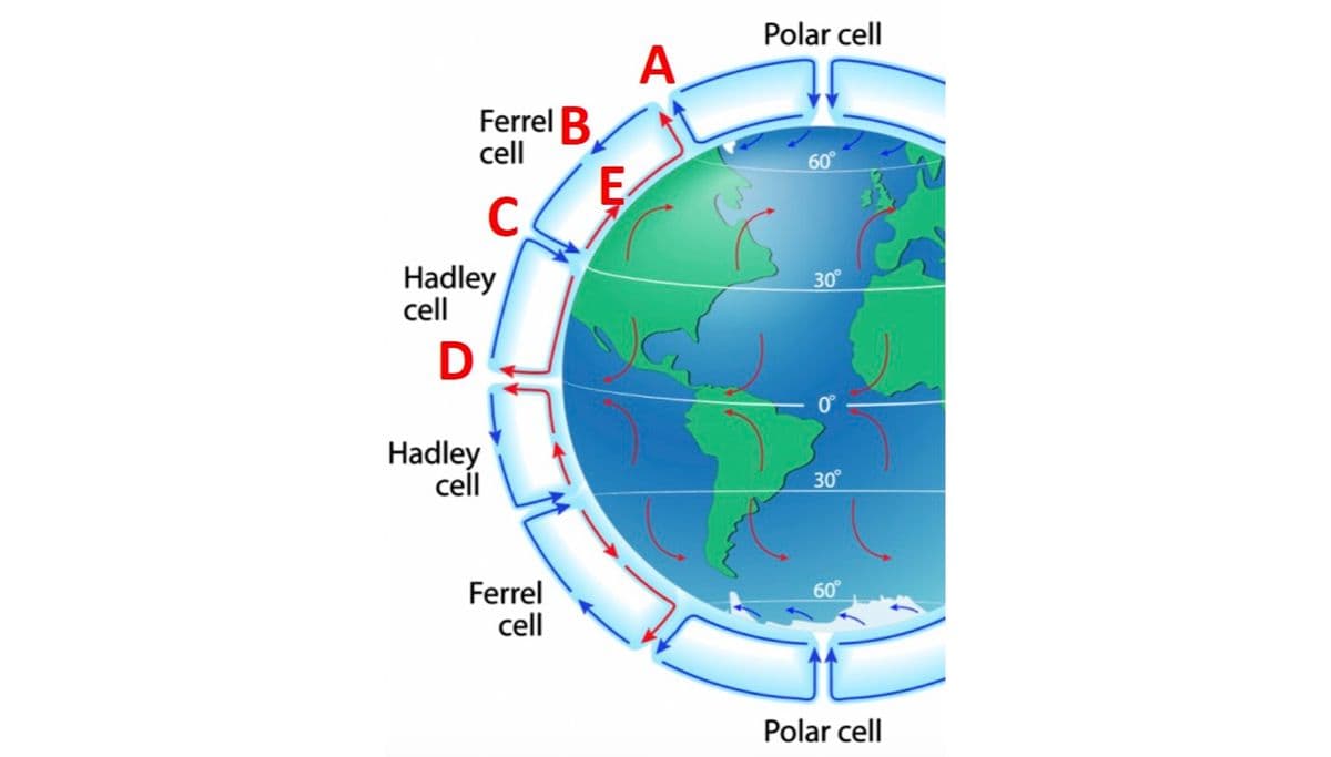 Polar cell
A
Ferrel B
cell
60°
Hadley
cell
30
D
0°
Hadley
cell
30°
Ferrel
cell
60°
Polar cell
