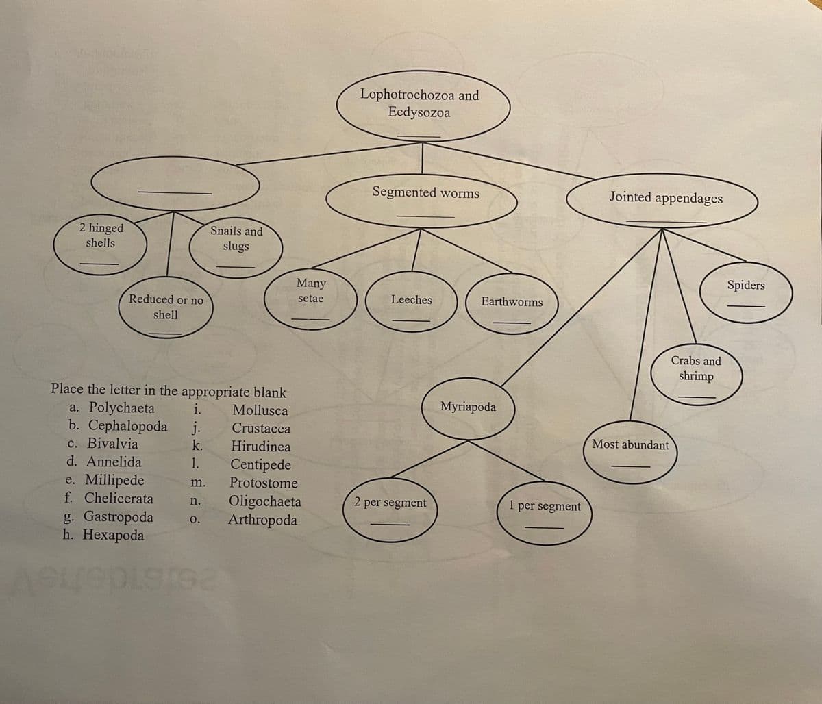 Lophotrochozoa and
Ecdysozoa
Segmented worms
Jointed appendages
2 hinged
Snails and
shells
slugs
Many
Spiders
Reduced or no
setae
Leeches
Earthworms
shell
Crabs and
shrimp
Place the letter in the appropriate blank
a. Polychaeta
b. Cephalopoda
c. Bivalvia
d. Annelida
i.
Mollusca
Мyriapoda
j.
k.
Crustacea
Hirudinea
Most abundant
1.
Centipede
e. Millipede
f. Chelicerata
g. Gastropoda
h. Нехарoda
m.
Protostome
Oligochaeta
Arthropoda
n.
per segment
1
per segment
O.
