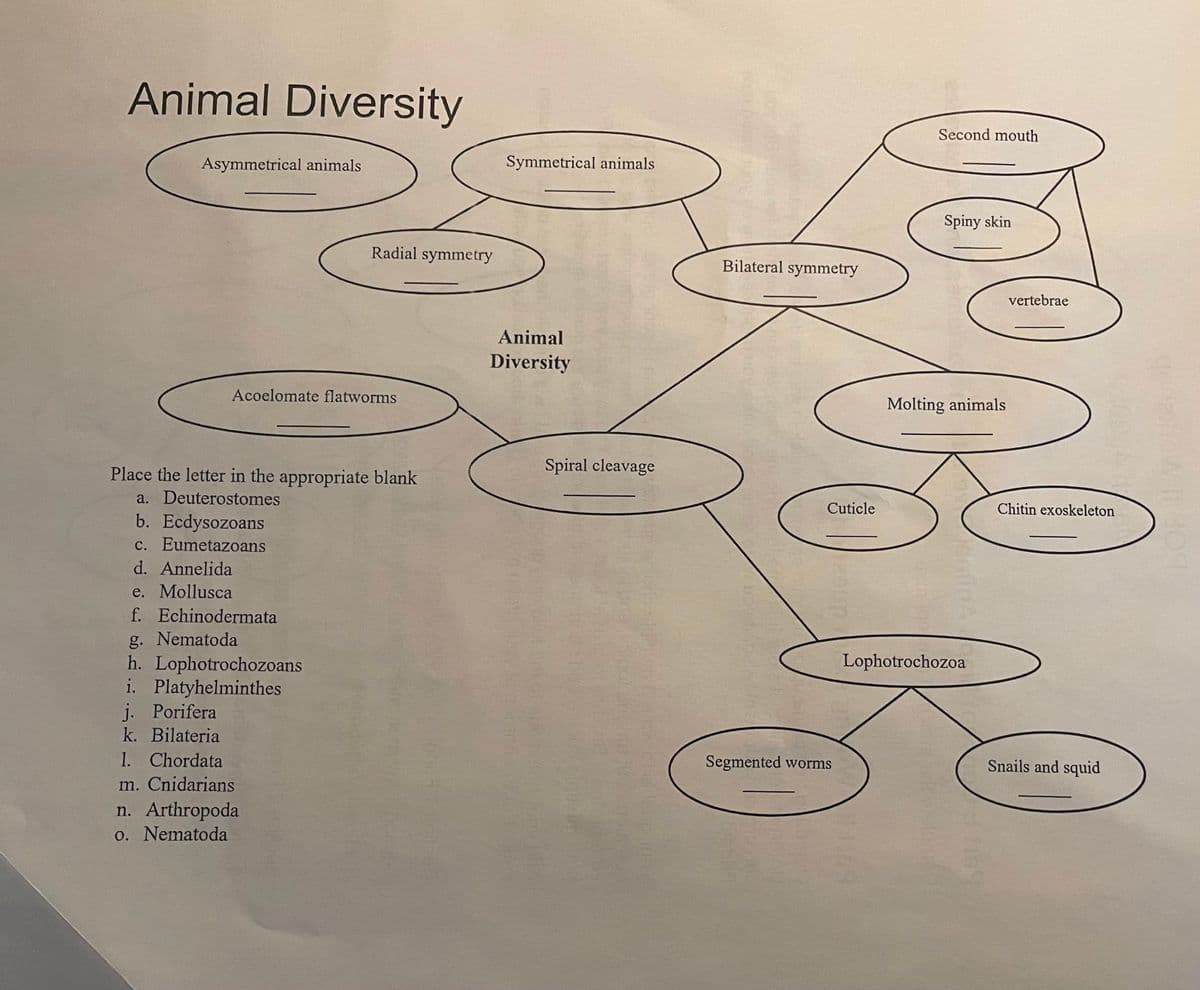 Animal Diversity
Second mouth
Asymmetrical animals
Symmetrical animals
Spiny skin
Radial symmetry
Bilateral symmetry
vertebrae
Animal
Diversity
Acoelomate flatworms
Molting animals
Place the letter in the appropriate blank
Spiral cleavage
a. Deuterostomes
Cuticle
Chitin exoskeleton
b. Ecdysozoans
c. Eumetazoans
d. Annelida
e. Mollusca
f. Echinodermata
g. Nematoda
h. Lophotrochozoans
i. Platyhelminthes
j. Porifera
k. Bilateria
Lophotrochozoa
1. Chordata
Segmented worms
Snails and squid
m. Cnidarians
n. Arthropoda
o. Nematoda
