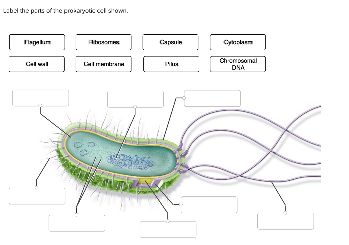 Label the parts of the prokaryotic cell shown.
Flagellum
Cell wall
Ribosomes
Cell membrane
Capsule
Pilus
Cytoplasm
Chromosomal
DNA