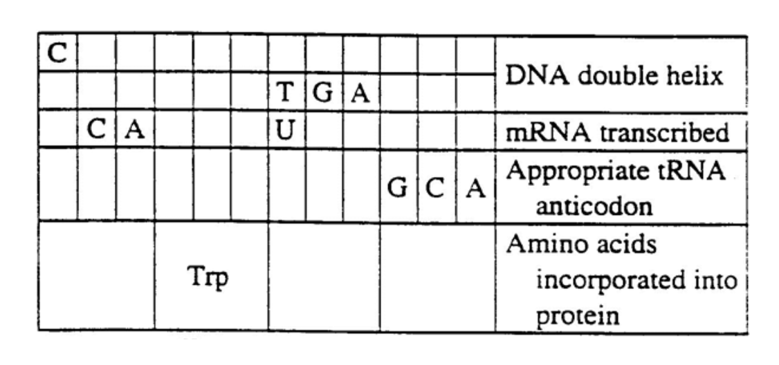 DNA double helix
TGA
CA
MRNA transcribed
Appropriate tRNA
GCA
anticodon
Amino acids
Trp
incorporated into
protein
