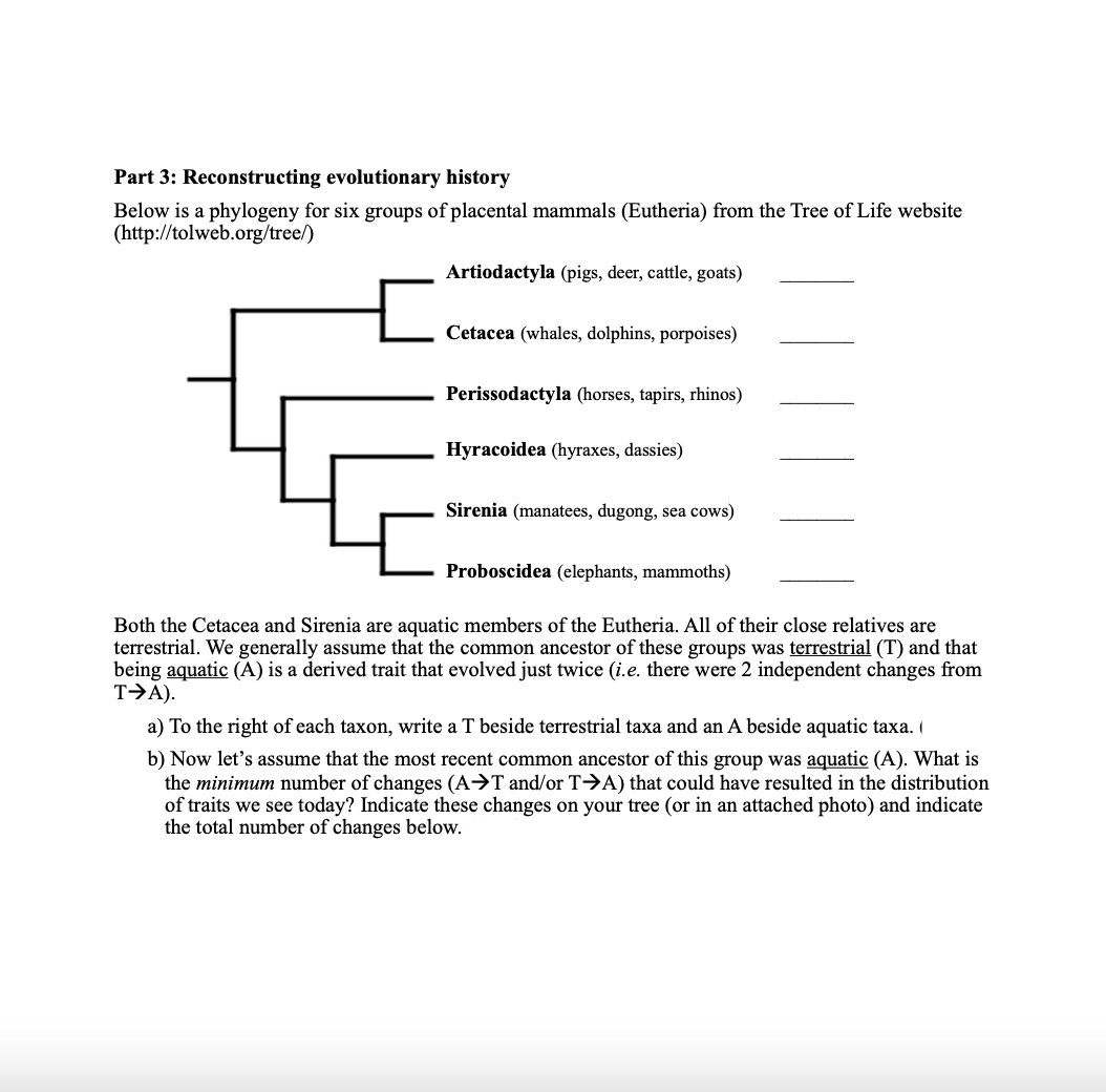 Part 3: Reconstructing evolutionary history
Below is a phylogeny for six groups of placental mammals (Eutheria) from the Tree of Life website
(http://tolweb.org/tree/)
Artiodactyla (pigs, deer, cattle, goats)
Cetacea (whales, dolphins, porpoises)
Perissodactyla (horses, tapirs, rhinos)
Hyracoidea (hyraxes, dassies)
Sirenia (manatees, dugong, sea cows)
Proboscidea (elephants, mammoths)
Both the Cetacea and Sirenia are aquatic members of the Eutheria. All of their close relatives are
terrestrial. We generally assume that the common ancestor of these groups was terrestrial (T) and that
being aquatic (A) is a derived trait that evolved just twice (i.e. there were 2 independent changes from
T→A).
a) To the right of each taxon, write a T beside terrestrial taxa and an A beside aquatic taxa. I
b) Now let's assume that the most recent common ancestor of this group was aquatic (A). What is
the minimum number of changes (A→T and/or T→A) that could have resulted in the distribution
of traits we see today? Indicate these changes on your tree (or in an attached photo) and indicate
the total number of changes below.
