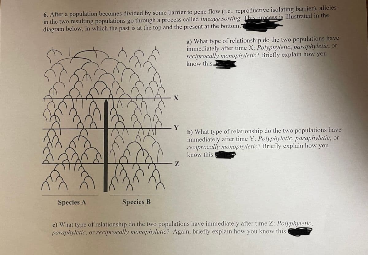 6. After a population becomes divided by some barrier to gene flow (i.e., reproductive isolating barrier), alleles
in the two resulting populations go through a process called lineage sorting. This process is illustrated in the
diagram below, in which the past is at the top and the present at the bottom.
a) What type of relationship do the two populations have
immediately after time X: Polyphyletic, paraphyletic, or
reciprocally monophyletic? Briefly explain how you
know this.
X
b) What type of relationship do the two populations have
immediately after time Y: Polyphyletic, paraphyletic, or
reciprocally monophyletic? Briefly explain how you
know this.
Z
Species A
Species B
c) What type of relationship do the two populations have immediately after time Z: Polyphyletic,
paraphyletic, or reciprocally monophyletic? Again, briefly explain how
you
know this.
