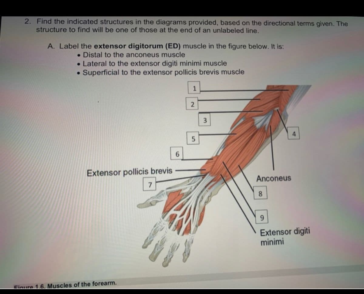 2. Find the indicated structures in the diagrams provided, based on the directional terms given. The
structure to find will be one of those at the end of an unlabeled line.
A. Label the extensor digitorum (ED) muscle in the figure below. It is:
• Distal to the anconeus muscle
• Lateral to the extensor digiti minimi muscle
• Superficial to the extensor pollicis brevis muscle
1
6.
Extensor pollicis brevis
Anconeus
8.
Extensor digiti
minimi
Eigure 1.6. Muscles of the forearm.
5.
