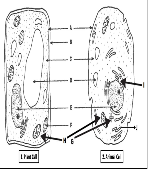 HG
2. Animal Cell
1. Plant Cell
