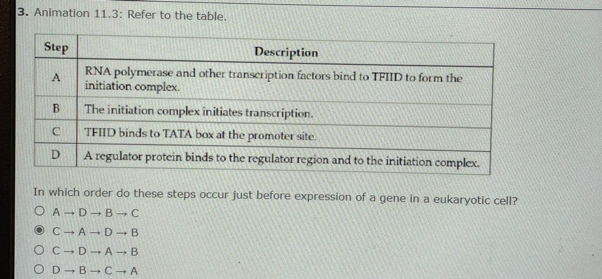3. Animation 11.3: Refer to the table.
Step
Description
RNA polymerase and other transcription factors bind to TFIID to form the
initiation complex.
The initiation complex initiates transcription.
TFIID binds to TATA box at the promoter site.
D.
A regulator protein binds to the regulator region and to the initiation complex.
In which order do these steps occur just before expression of a gene in a eukaryotic cell?
O A D-B C
OC- A- D → B
O C- D– A – B
O D B→C A
dreamsite
estime
deamstiee
