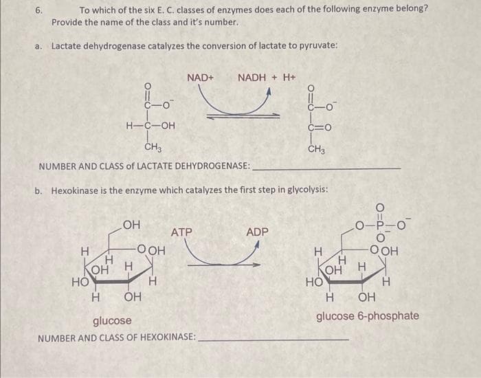 To which of the six E. C. classes of enzymes does each of the following enzyme belong?
Provide the name of the class and it's number.
a. Lactate dehydrogenase catalyzes the conversion of lactate to pyruvate:
NADH + H+
6.
H-C-OH
CH3
NUMBER AND CLASS of LACTATE DEHYDROGENASE:
b. Hexokinase is the enzyme which catalyzes the first step in glycolysis:
I
НО
Н
ОН
H
OH
Н
-OOH
OH
NAD+
Н
ATP
glucose
NUMBER AND CLASS OF HEXOKINASE:
ADP
c=0
T
CH3
Н
НО
H
OH
О-Р-О
0
-OOH
H
OH
Н
H
glucose 6-phosphate