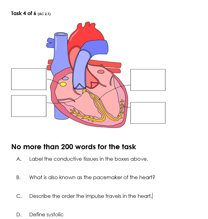 Task 4 of 6 (AC 2.1)
No more than 200 words for the task
A. Label the conductive tissues in the boxes above.
B.
C.
D.
What is also known as the pacemaker of the heart?
Describe the order the impulse travels in the heart.
Define systolic