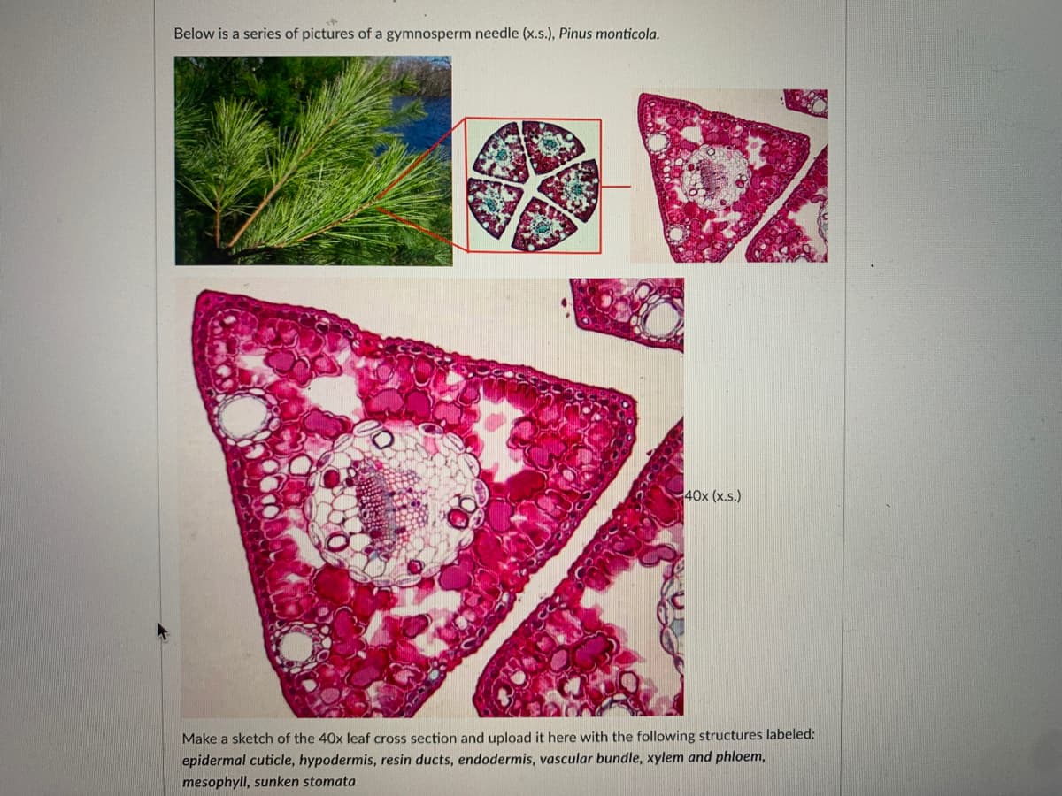 Below is a series of pictures of a gymnosperm needle (x.s.), Pinus monticola.
40x (x.s.)
Make a sketch of the 40x leaf cross section and upload it here with the following structures labeled:
epidermal cuticle, hypodermis, resin ducts, endodermis, vascular bundle, xylem and phloem,
mesophyll, sunken stomata
