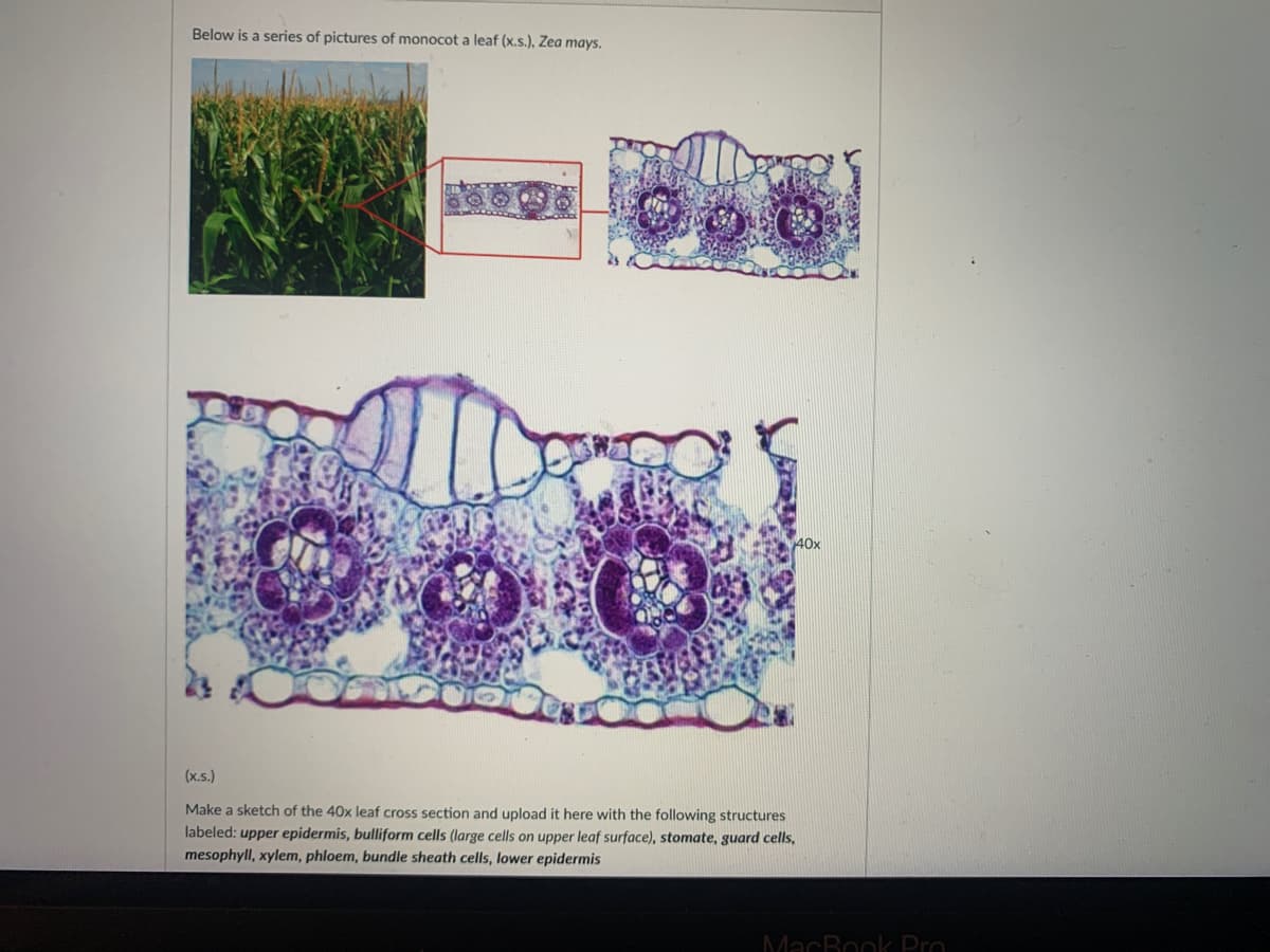 Below is a series of pictures of monocot a leaf (x.s.), Zea mays.
40x
(x.s.)
Make a sketch of the 40x leaf cross section and upload it here with the following structures
labeled: upper epidermis, bulliform cells (large cells on upper leaf surface), stomate, guard cells,
mesophyll, xylem, phloem, bundle sheath cells, lower epidermis
MacBook Pro
