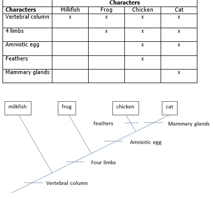 Characters
Frog
Characters
Milkfish
Chicken
Cat
Vertebral column
4 limbs
Amniotic egg
Feathers
Mammary glands
milkfish
frog
chicken
cat
feathers
Mammary glands
Amniotic egg
Four limbs
Vertebral column
