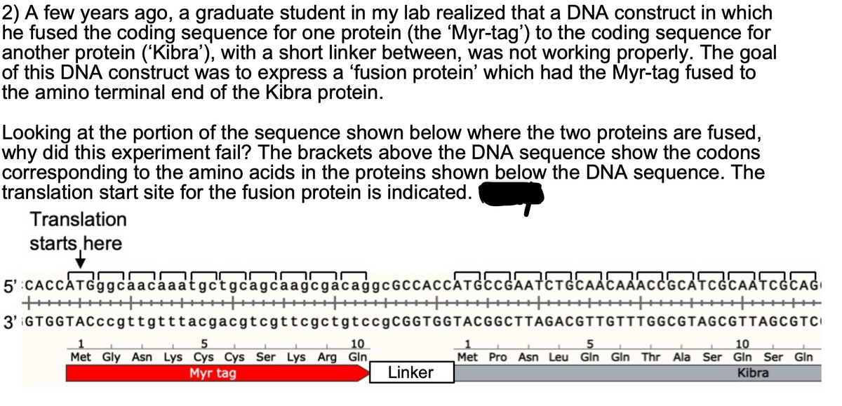 2) A few years ago, a graduate student in my lab realized that a DNA construct in which
he fused the coding sequence for one protein (the 'Myr-tag') to the coding sequence for
another protein ('Kibra'), with a short linker between, was not working properly. The goal
of this DNA construct was to express a 'fusion protein' which had the Myr-tag fused to
the amino terminal end of the Kibra protein.
Looking at the portion of the sequence shown below where the two proteins are fused,
why did this experiment fail? The brackets above the DNA sequence show the codons
corresponding to the amino acids in the proteins shown below the DNA sequence. The
translation start site for the fusion protein is indicated.
Translation
starts,here
5' CACCATGggcaacaaatgctgcagcaagcgacaggcGCCACCATGccGAATCTGCAACAAAccGCATCGCAATCGCAGI
3' iGTGGTACccgttgtttacgacgtcgttcgctgtccgCGGTGGTACGGCTTAGACGTTGTTTGGCGTAGCGTTAGCGTCI
10
10
Met Gly Asn Lys Cys Cys Ser Lys Arg Gln,
Myr tag
Met Pro Asn Leu Gln Gin Thr Ala Ser Gln Ser Gin
Linker
Kibra
