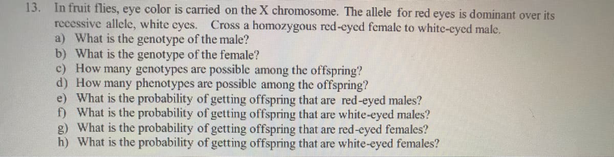 13. In fruit flies, eye color is carried on the X chromosome. The allele for red eyes is dominant over its
recessive allele, white cyes. Cross a homozygous red-eyed female to white-eyed male.
a) What is the genotype of the male?
b) What is the genotype of the female?
c) How many genotypes are possible among the offspring?
d) How many phenotypes are possible among the offspring?
e) What is the probability of getting offspring that are red-eyed males?
) What is the probability of getting offspring that are white-eyed males?
g) What is the probability of getting offspring that are red-eyed females?
h) What is the probability of getting offspring that are white-eyed females?
