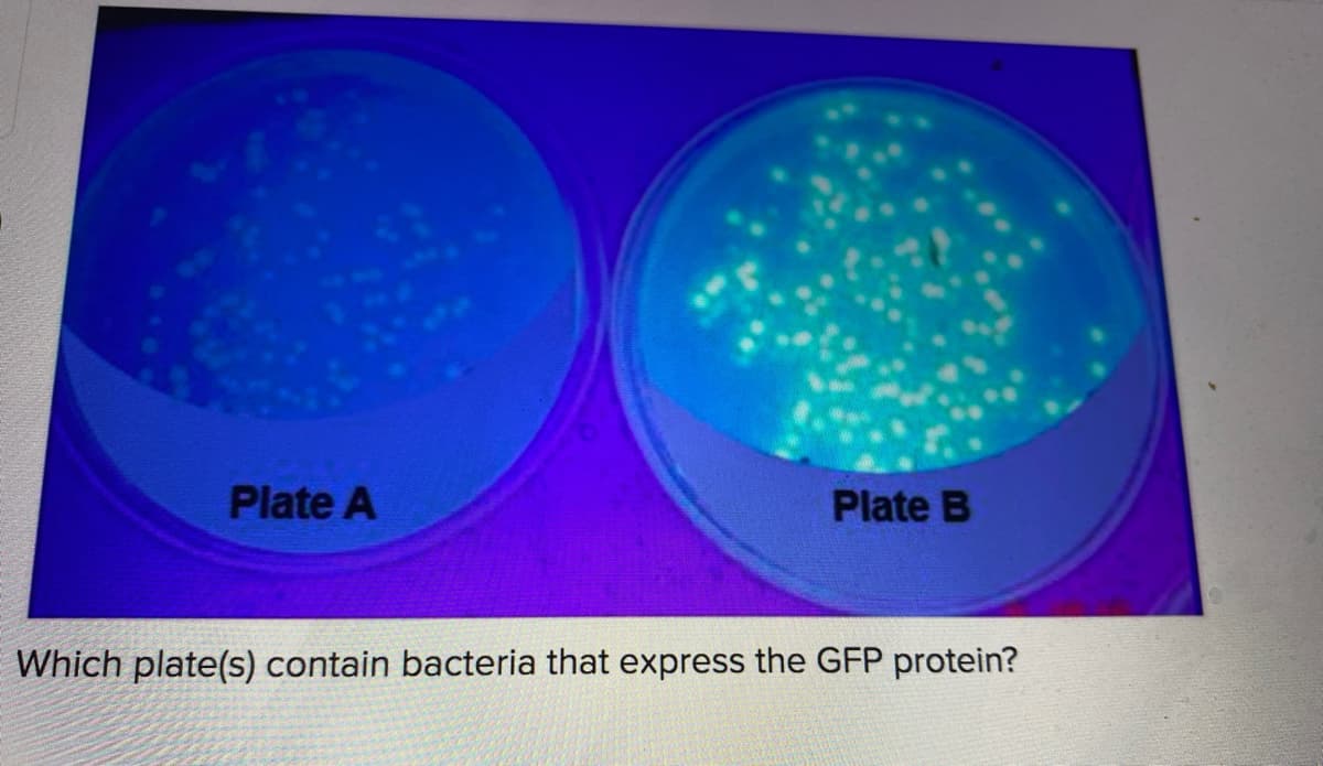 Plate A
Plate B
Which plate(s) contain bacteria that express the GFP protein?
