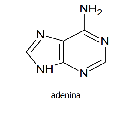 NH2
N-
NH
adenina
