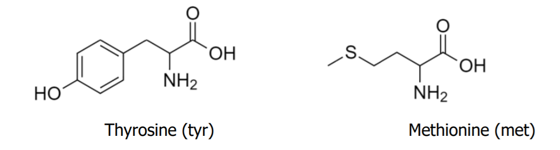 .S.
ОН
NH2
NH2
НО
Thyrosine (tyr)
Methionine (met)
