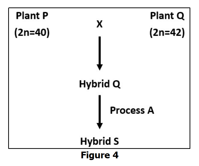 Plant P
Plant Q
X
(2n=40)
(2n=42)
Hybrid Q
Process A
Hybrid S
Figure 4
