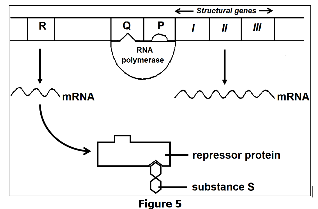 Structural genes
| R
Q
RNA
polymerase
MRNA
mRNA
repressor protein
substance S
Figure 5
