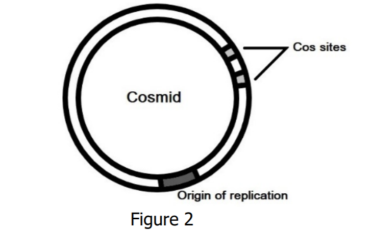 Cos sites
Cosmid
Origin of replication
Figure 2
