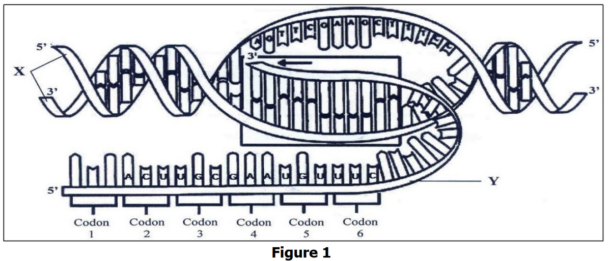 Y
5'
Codon
Codon
Codon
Codon
Codon
Codon
1
2
4
6.
Figure 1
in
in
in
