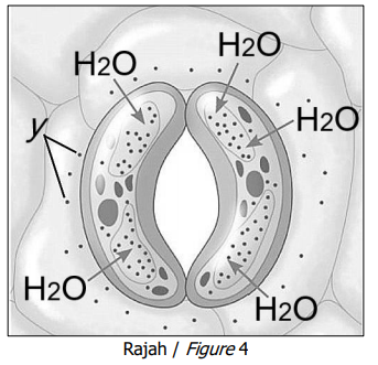 H2O
H2O
H2O
H2O.
H2O
Rajah / Figure 4
