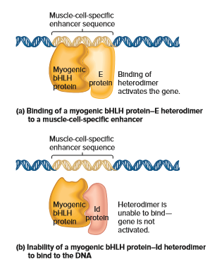 Muscle-coll-specific
enhancer sequence
Myogenic
ЬHLH
proteln
Binding of
proteln heterodimer
activates the gene.
(a) Binding of a myogenic BHLH proteln-E heterodimer
to a muscle-cell-specific enhancer
Muscle-cell-specific
enhancer sequence
Myogenic
Id
ЬHLH
Heterodimer is
unable to bind-
proteln
gene is not
activated.
protein
(b) Inability of a myogenic BHLH proteln-ld heterodimer
to bind to the DNA
