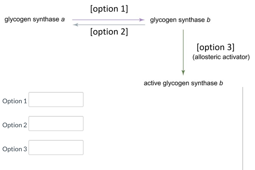 [option 1]
glycogen synthase a
glycogen synthase b
[option 2]
[option 3]
(allosteric activator)
active glycogen synthase b
Option 1
Option 2
Option 3
