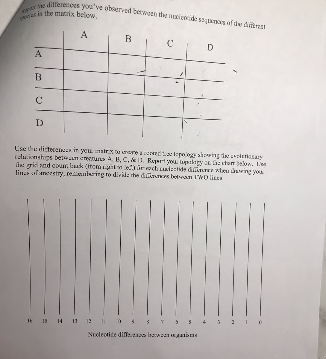 species in the matrix below.
Report the differences you've observed between the nucleotide sequences of the different
А
B
C
A
В
Use the differences in your matrix to create a rooted tree topology showing the evolutionary
relationships between creatures A, B, C, & D. Report your topology on the chart below. Use
the grid and count back (from right to left) for each nucleotide difference when drawing your
lines of ancestry, remembering to divide the differences between TWO lines
16
15
14
13 12 11 10 9 8 7 6 5
4
3 2 1 0
Nucleotide differences between organisms
