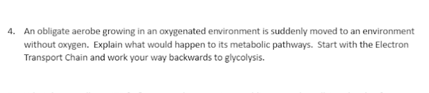 4. An obligate aerobe growing in an oxygenated environment is suddenly moved to an environment
without oxygen. Explain what would happen to its metabolic pathways. Start with the Electron
Transport Chain and work your way backwards to glycolysis.