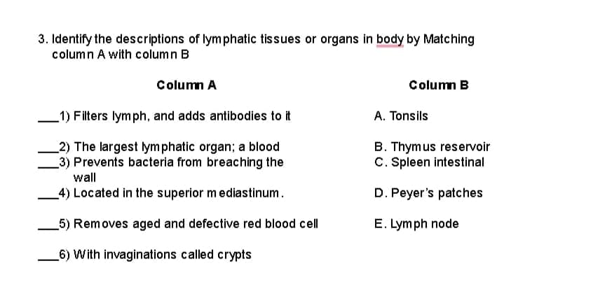 3. Identify the descriptions of lymphatic tissues or organs in body by Matching
column A with column B
Column A
Column B
_1) Filters lymph, and adds antibodies to it
A. Tonsils
_2) The largest lymphatic organ; a blood
3) Prevents bacteria from breaching the
B. Thymus reservoir
C. Spleen intestinal
wall
4) Located in the superior mediastinum.
D. Peyer's patches
_5) Removes aged and defective red blood cell
E. Lymph node
6) With invaginations called crypts
