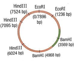 HindIII
EcoRI
ECORI
(7524 bp),
(0/7896
bp)
(1236 bp)
HindIII
(7095 bp)/
BamHI
(3569 bp)
HindIII
(6024 bp)
BamHI (4968 bp)
