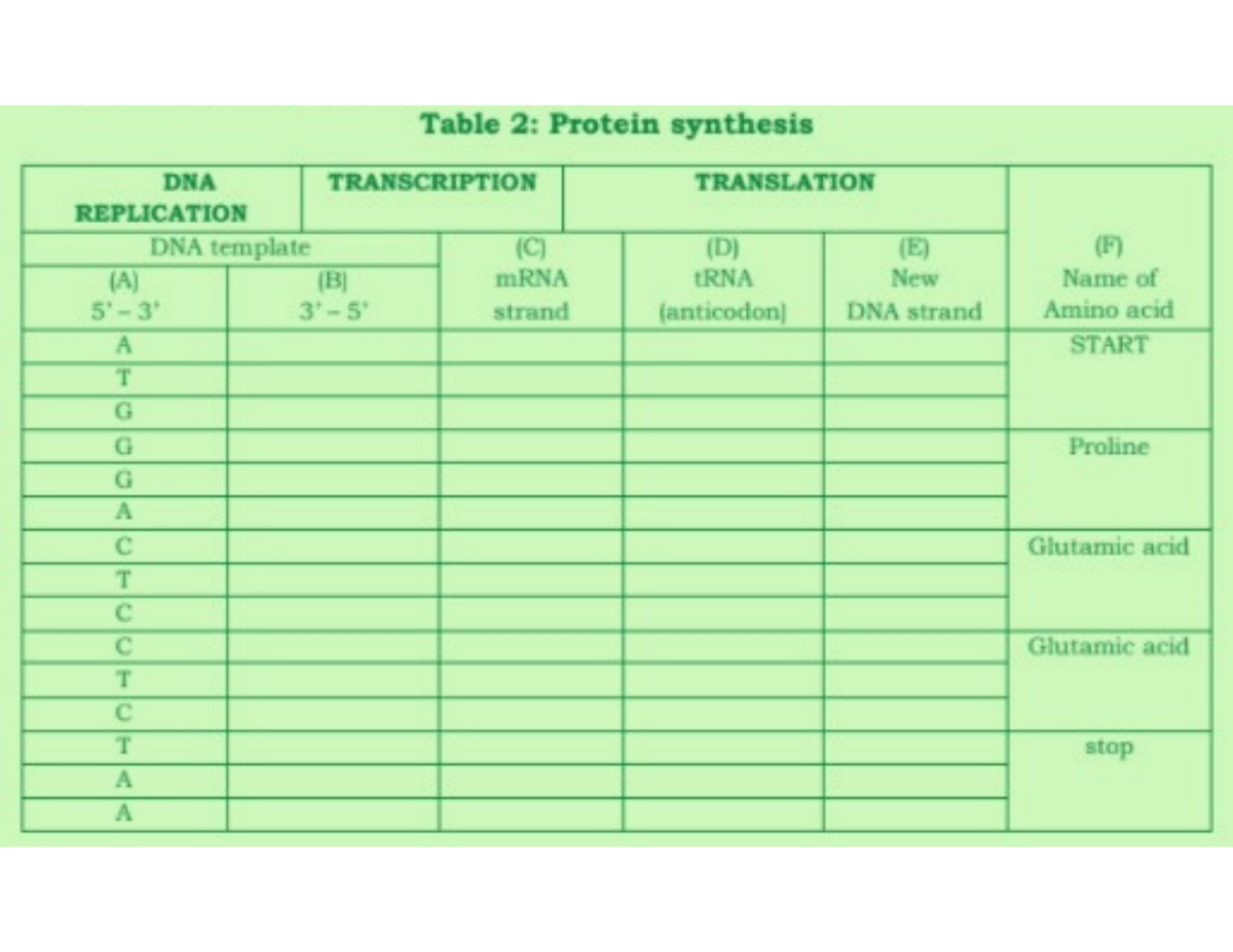 Table 2: Protein synthesis
DNA
TRANSCRIPTION
TRANSLATION
REPLICATION
DNA template
(C)
mRNA
(F)
(D)
(E)
New
tRNA
Name of
(A)
5'-3'
(B]
3-5
strand
(anticodon)
DNA strand
Amino acid
START
G
Proline
G
C
Glutamic acid
Glutamic acid
T.
stop
A
