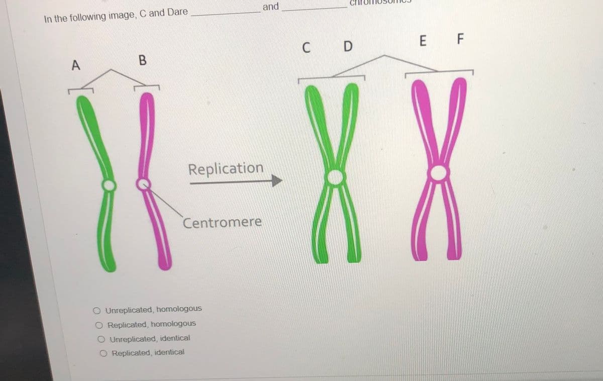 and
In the following image, C and Dare
C D
E F
A
X-XX
Replication
Centromere
O Unreplicated, homologous
O Replicated, homologous
O Unreplicated, identical
O Replicated, identical
