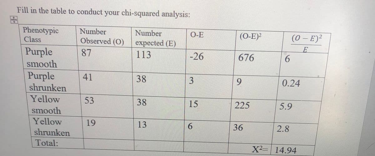 Fill in the table to conduct your chi-squared analysis:
Phenotypic
Class
Number
expected (E)
113
Number
O-E
(O-E)
(0 - E)?
Observed (O)
Purple
smooth
87
-26
676
6.
Purple
shrunken
41
38
6.
0.24
Yellow
53
38
15
225
5.9
smooth
Yellow
19
13
6.
36
2.8
shrunken
Total:
X²= 14.94
3.

