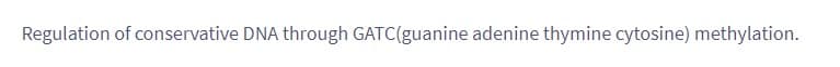 Regulation of conservative DNA through GATC(guanine adenine thymine cytosine) methylation.