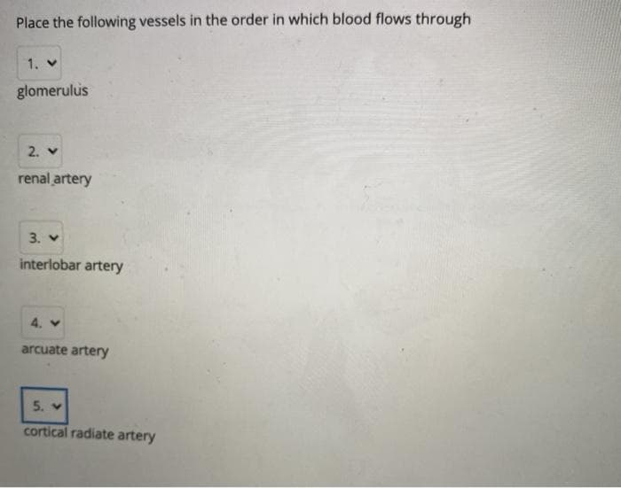 Place the following vessels in the order in which blood flows through
1. v
glomerulus
2. v
renal artery
3. v
interlobar artery
4. v
arcuate artery
5. v
cortical radiate artery
