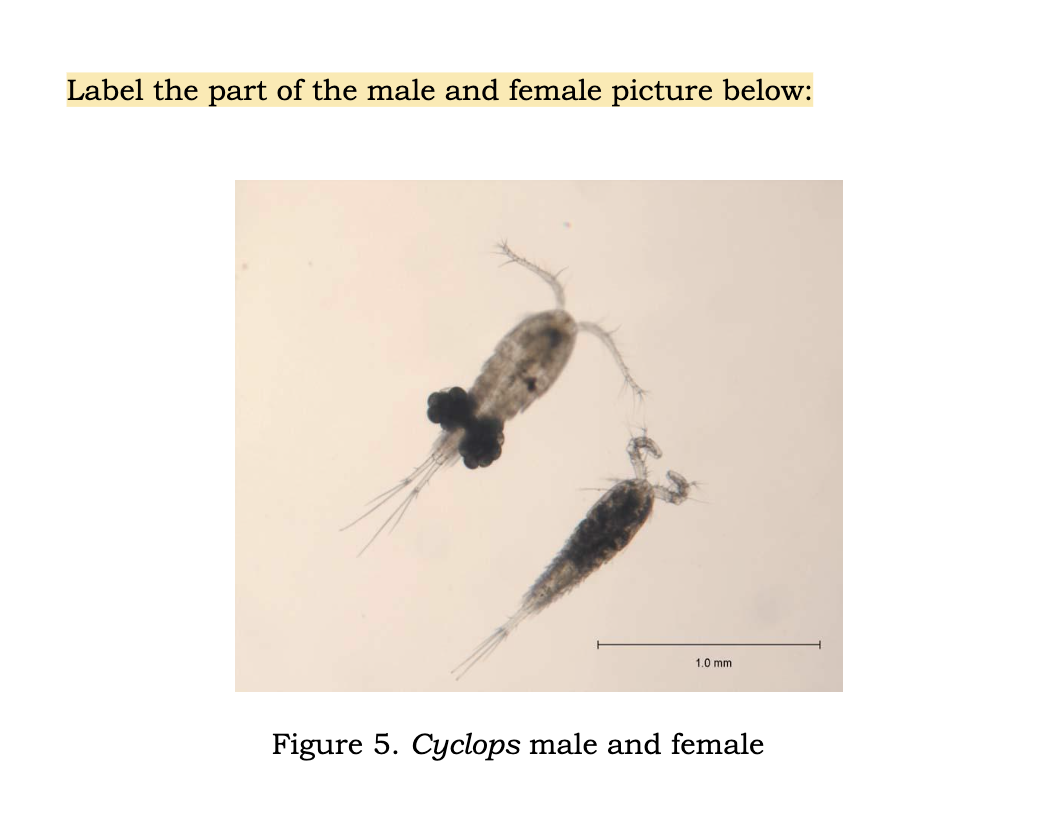 Label the part of the male and female picture below:
1.0 mm
Figure 5. Cyclops male and female
