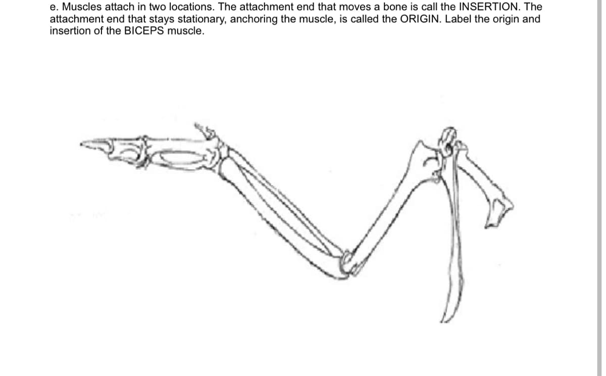 e. Muscles attach in two locations. The attachment end that moves a bone is call the INSERTION. The
attachment end that stays stationary, anchoring the muscle, is called the ORIGIN. Label the origin and
insertion of the BICEPS muscle.