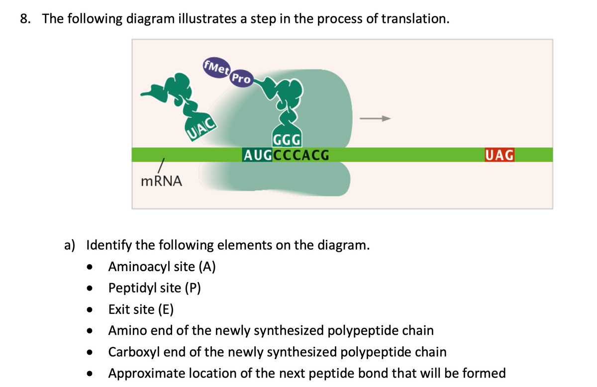 8. The following diagram illustrates a step in the process of translation.
fMet Pro
mRNA
UAC
GGG
AUGCCCACG
UAG
a) Identify the following elements on the diagram.
Aminoacyl site (A)
Peptidyl site (P)
Exit site (E)
Amino end of the newly synthesized polypeptide chain
Carboxyl end of the newly synthesized polypeptide chain
Approximate location of the next peptide bond that will be formed