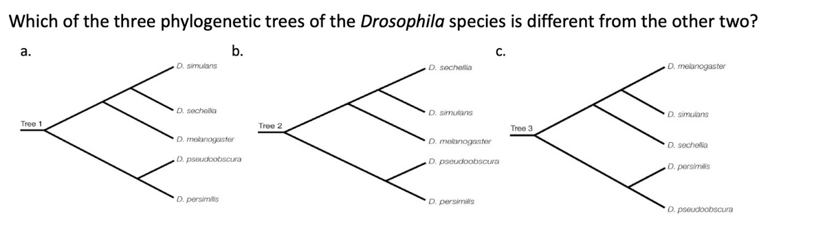 Which of the three phylogenetic trees of the Drosophila species is different from the other two?
a.
D. simulans
b.
C.
D. sechellia
D. melanogaster
D. sechellia
D. simulans
D. simulans
Tree 1
Tree 2
Tree 3
D. melanogaster
D. melanogaster
D. sechellia
D. pseudoobscura
D. pseudoobscura
D. persimilis
D. persimilis
D. persimilis
D. pseudoobscura