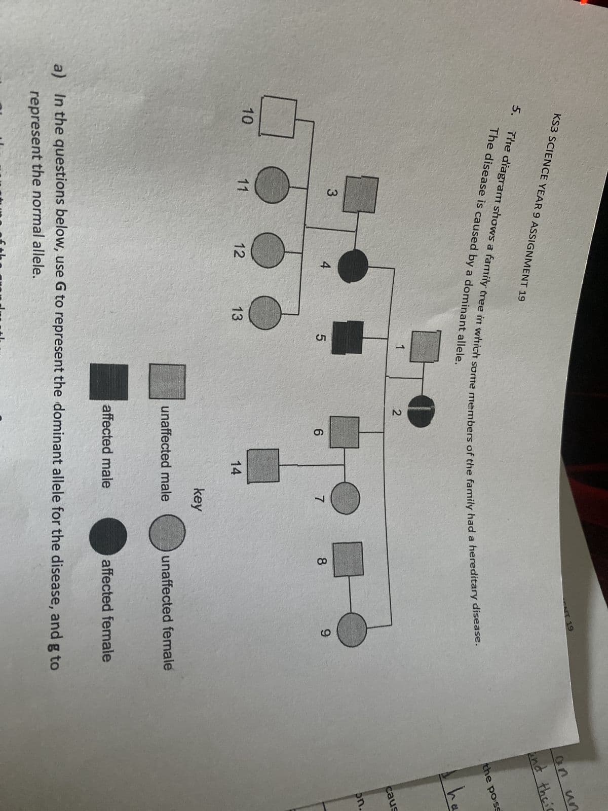 KS3 SCIENCE YEAR 9 ASSIGNMENT 19
5.
10
The diagram shows a family tree in which some members of the family had a hereditary disease.
The disease is caused by a dominant allele.
3
11
12
4
13
hom
5
1
2
6
14
7
key
unaffected male
affected male
ENT 19
8
9
unaffected female
affected female
a) In the questions below, use G to represent the dominant allele for the disease, and g to
represent the normal allele.
an un
and theic
the poss
ho
caus
on.