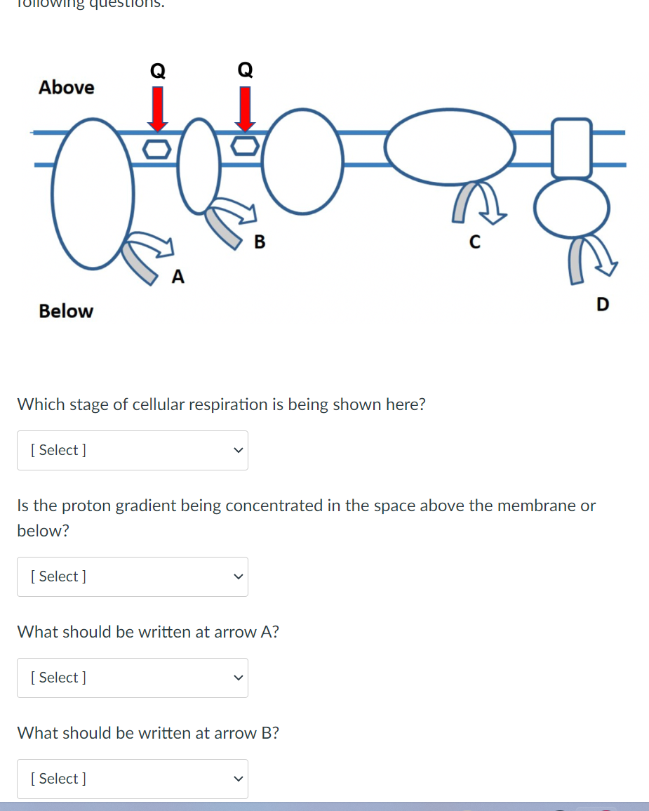 Tollowing questions.
Above
Below
[Select]
Which stage of cellular respiration is being shown here?
[Select]
Q
A
[Select]
B
Is the proton gradient being concentrated in the space above the membrane or
below?
What should be written at arrow A?
[Select]
What should be written at arrow B?
T
